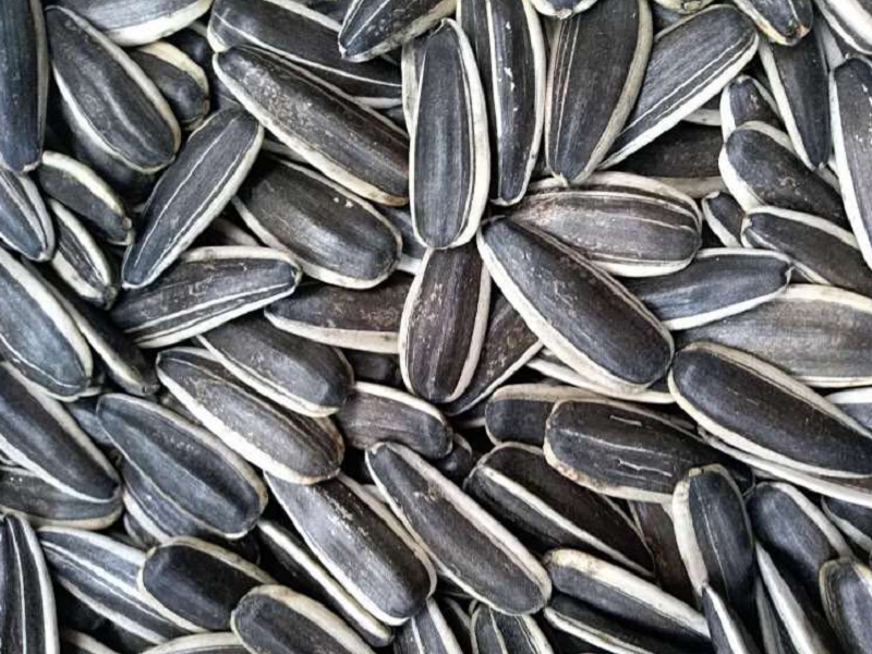 Inner Mongolia 363 Sunflower Seeds