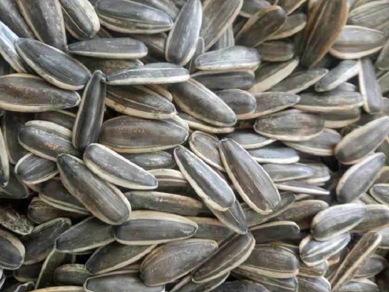 HIgh quality raw sunflower seeds 361 in cheap price