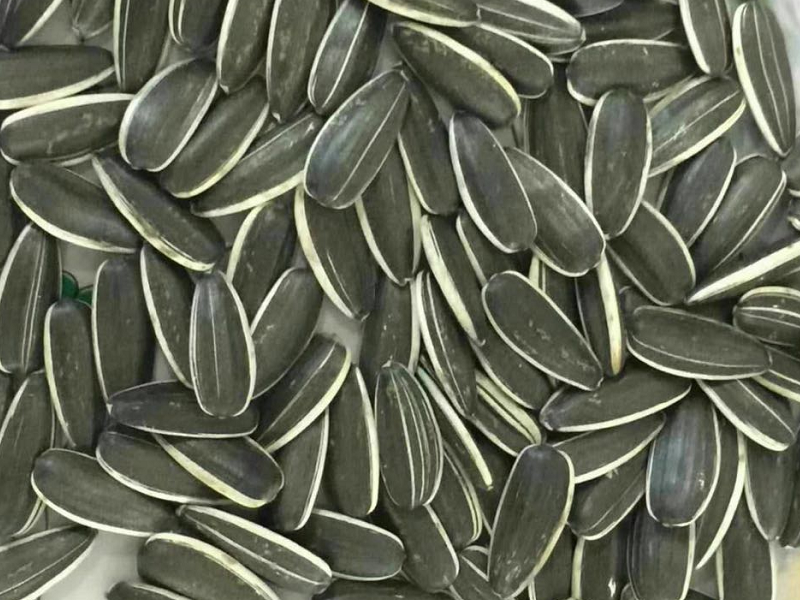 sunflower seeds 3638