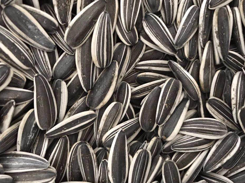 sunflower seeds 601  240/250