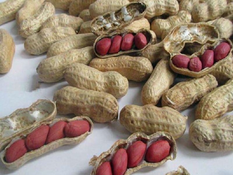 Shandong four seeds peanuts in shell 